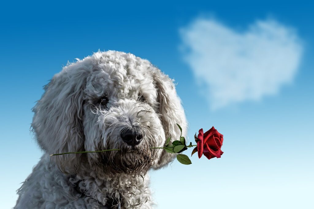 valentine's day, dog, animal-3135789.jpg