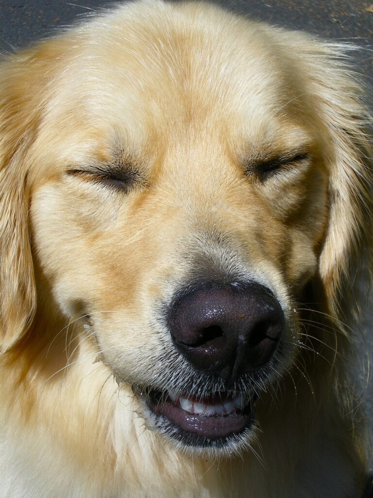 dog, golden retriever, close-up-1322703.jpg