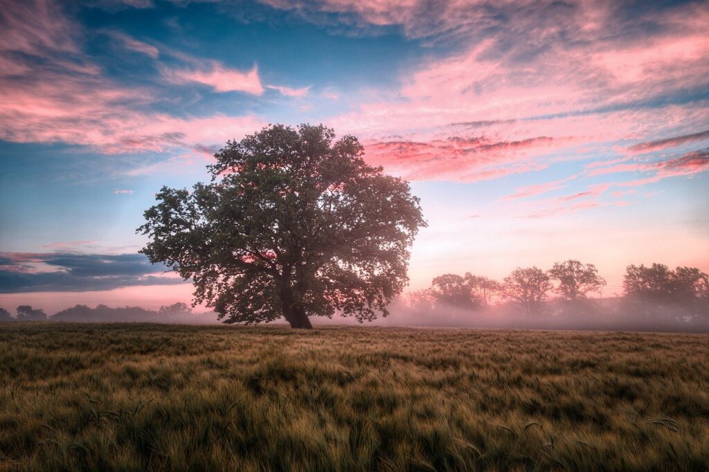 field, morning, sunrise-6574455.jpg