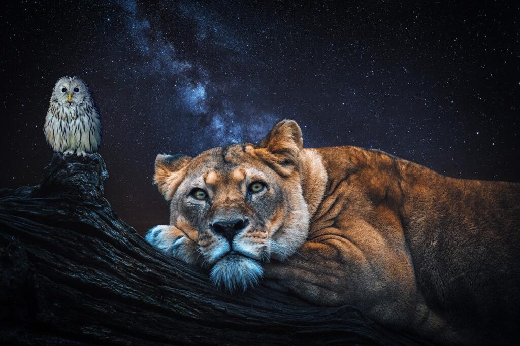 lion, owl, night-5359773.jpg