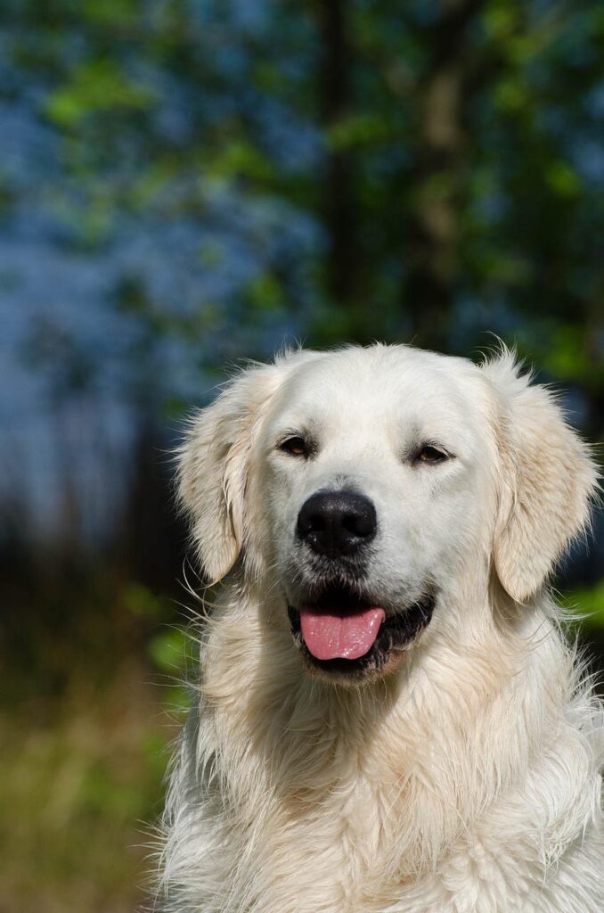 golden retriever, portrait, summer-750547.jpg