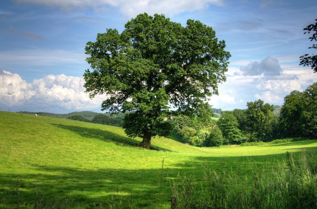 tree, oak, landscape-402953.jpg