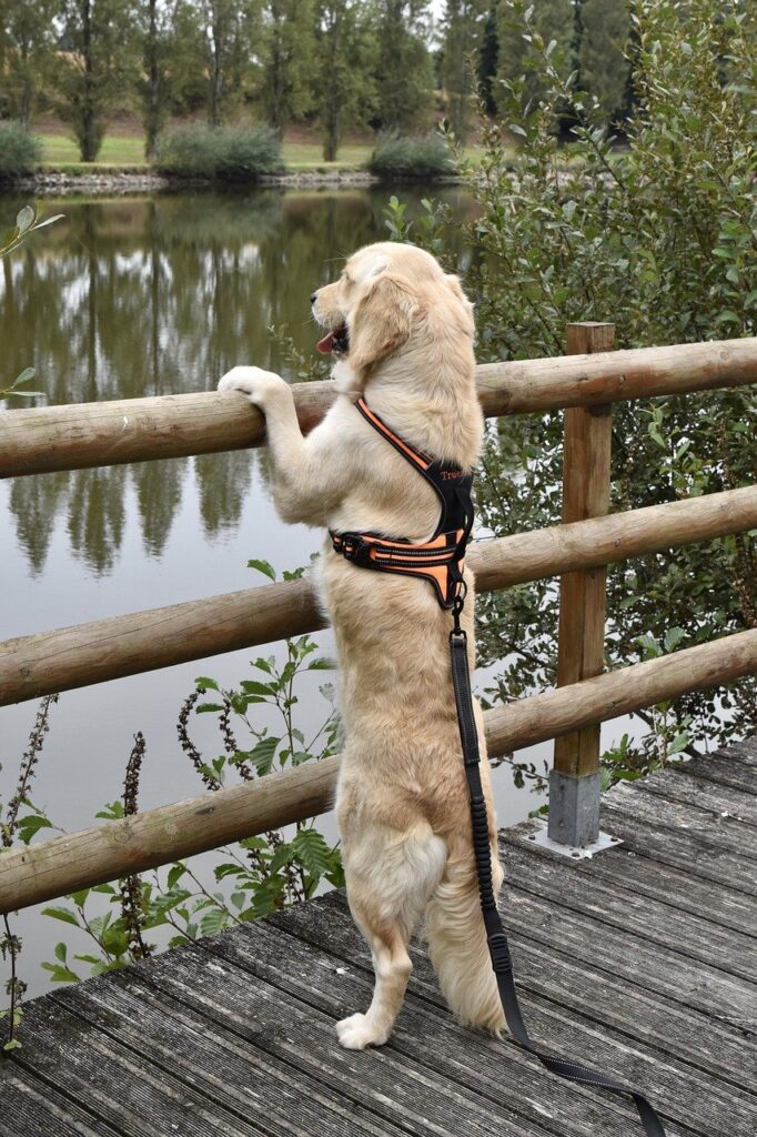 golden retriever, pond, dog-7486035.jpg