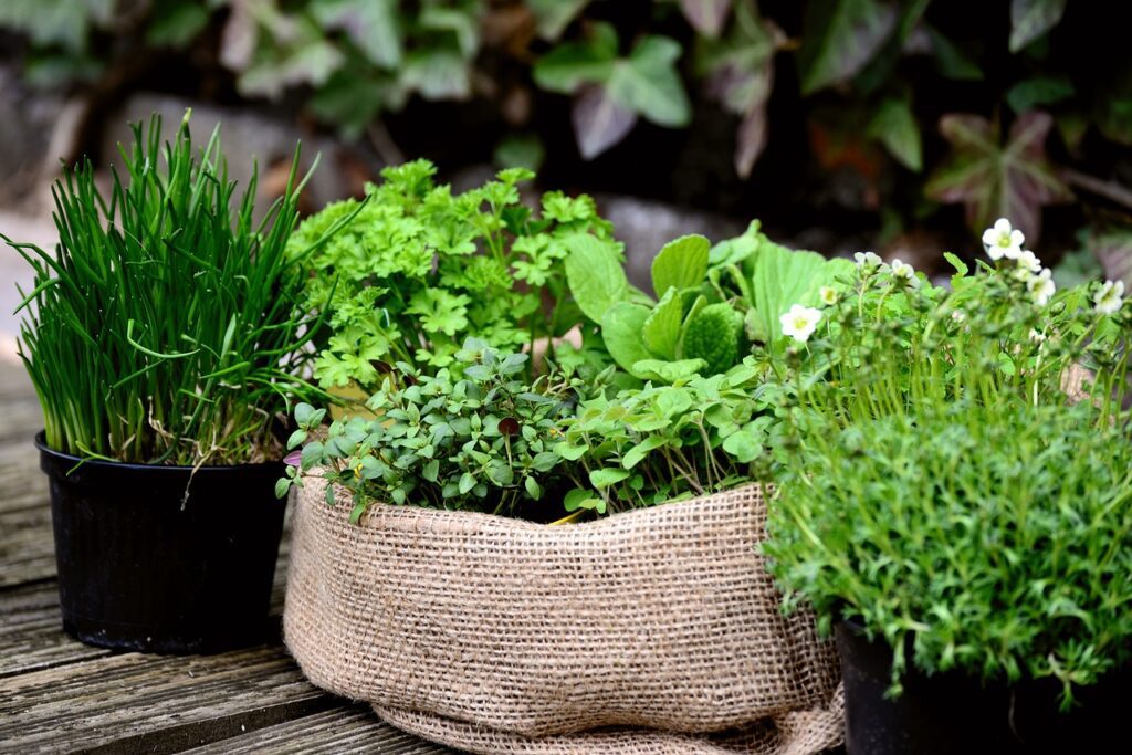 garden plants, garden, herb garden-6204106.jpg