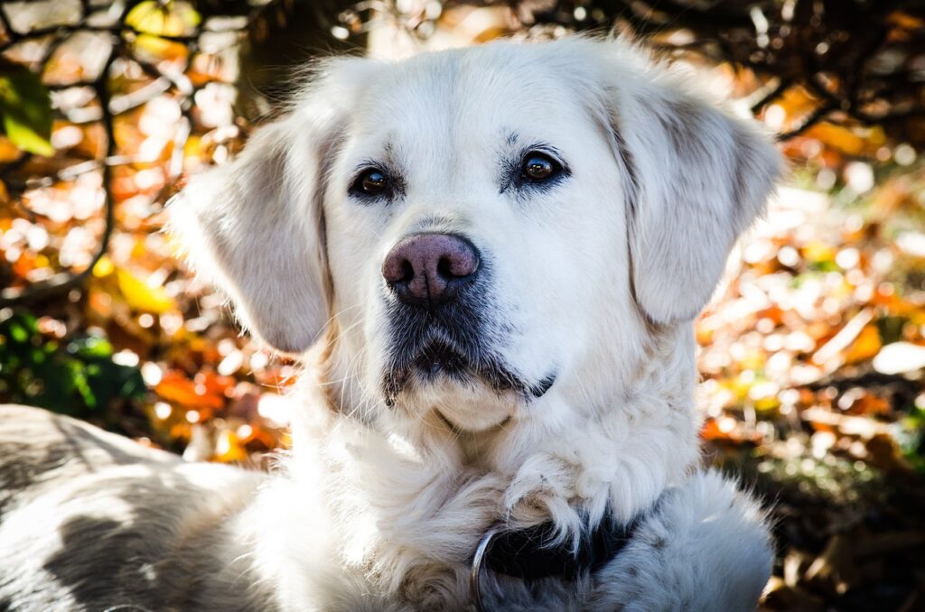 golden, retriever, dog-3839742.jpg