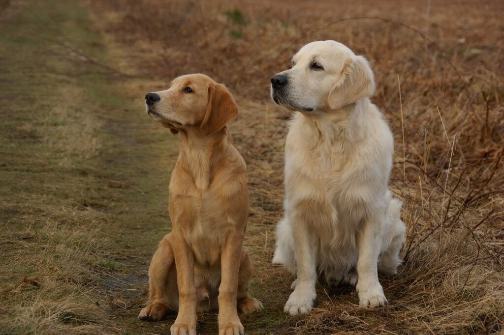 golden retriever, dogs, pets-379226.jpg