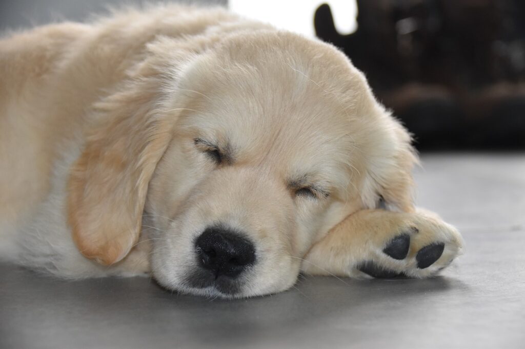 golden retriever, dog, a sleeping dog-7060729.jpg