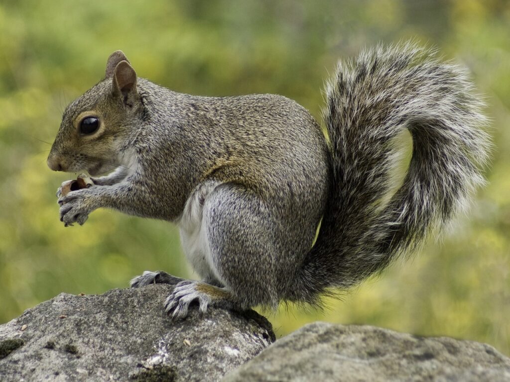 squirrel, rodent, foraging-498139.jpg