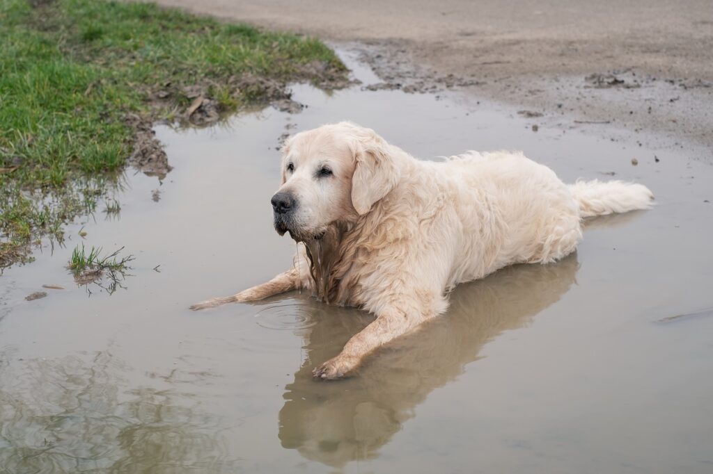 golden retriever, dog, nature-4724716.jpg