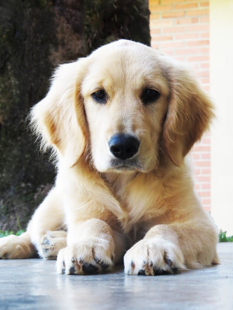 dog, golden retriever, puppy-7378126.jpg