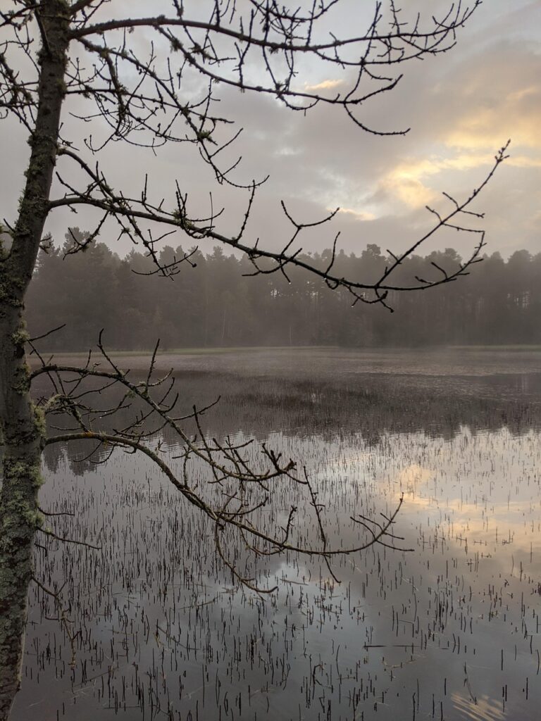 mist, pond, nature, early morning, water, landscape, fog, scenic, duck, sky, peaceful, grantown on spey, scotland, scottish, morayshire, cairngorms national park, brown peace, gray peace, brown park, gray park, brown morning, gray morning